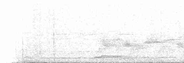 hvitsmykkehonningeter - ML226266