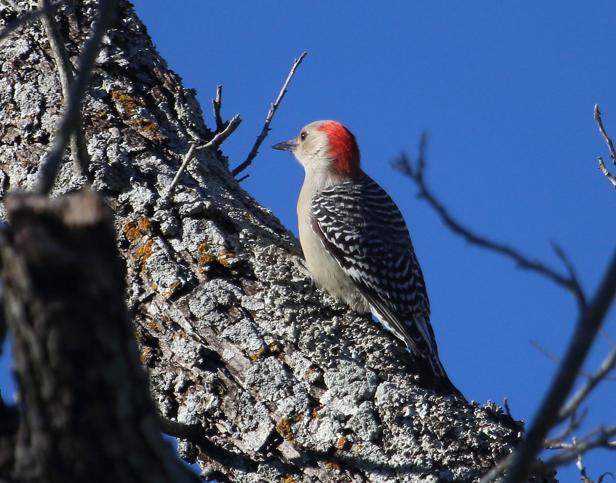 Red-bellied Woodpecker - ML22627061