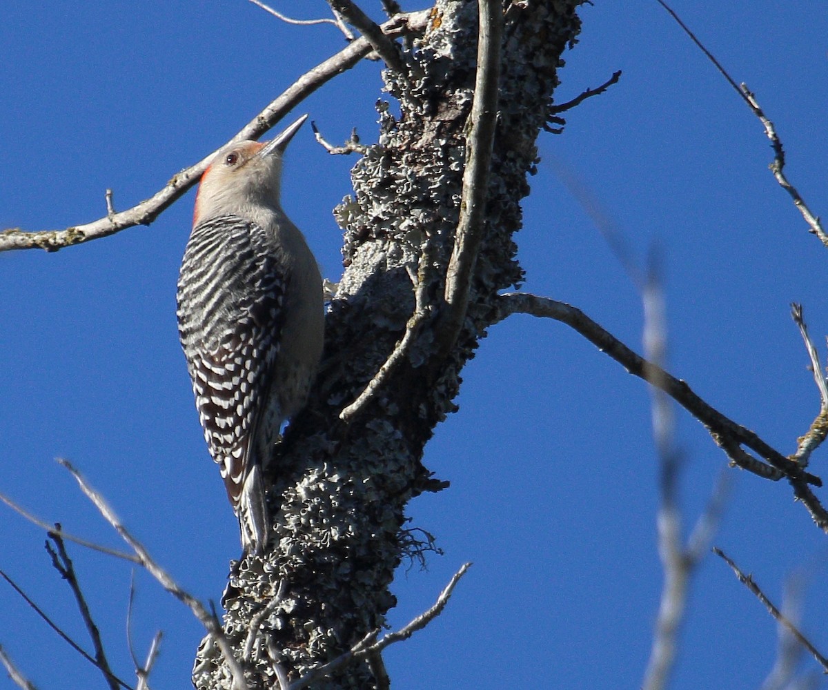 Red-bellied Woodpecker - ML22627071