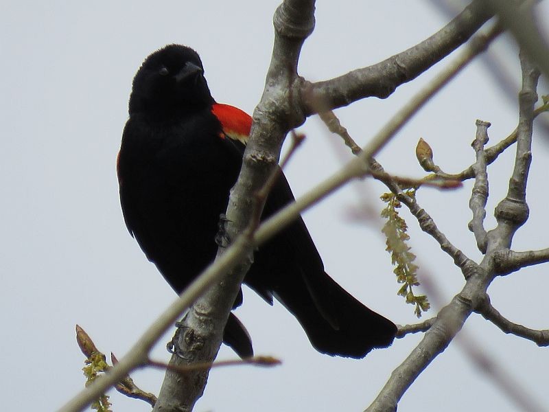 Red-winged Blackbird - Tracy The Birder