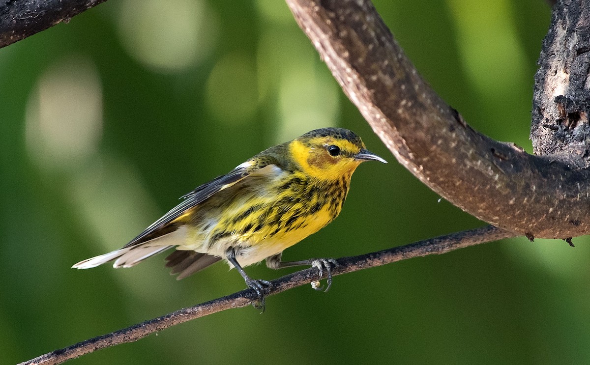 Cape May Warbler - Denny Swaby