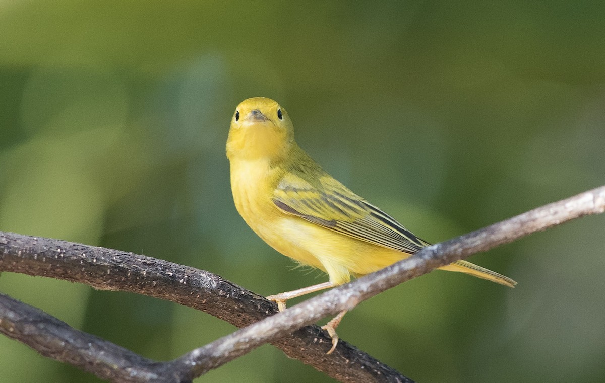 Yellow Warbler - Denny Swaby