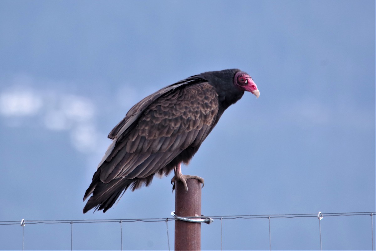 Turkey Vulture - ML226276701