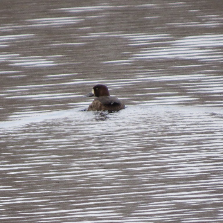 Greater Scaup - Jerry Smith