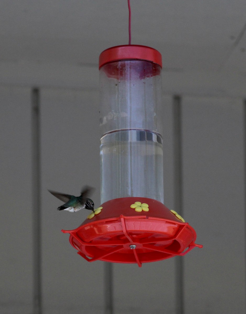 Calliope Hummingbird - ML22628141