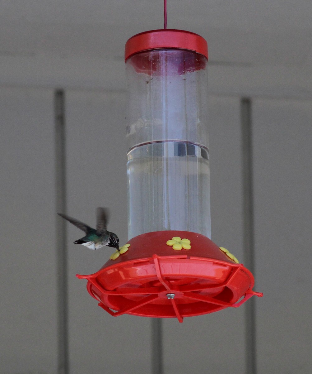 Calliope Hummingbird - ML22628161