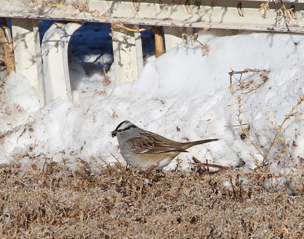 White-crowned Sparrow - ML22628491