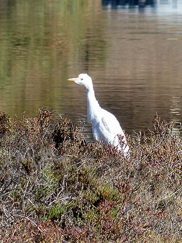 Western Cattle Egret - Gena Zolotar