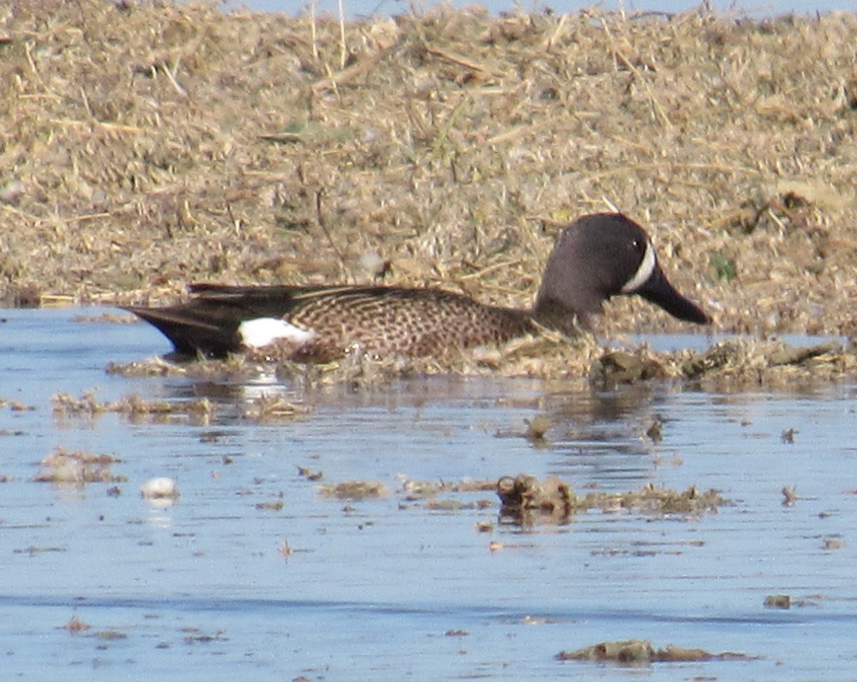 Blue-winged Teal - ML226288201