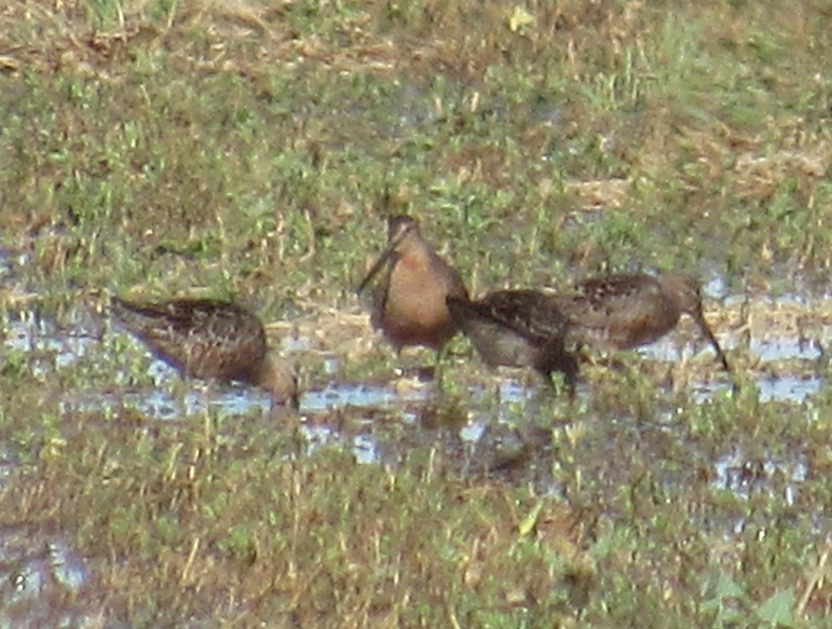 Long-billed Dowitcher - ML226288631