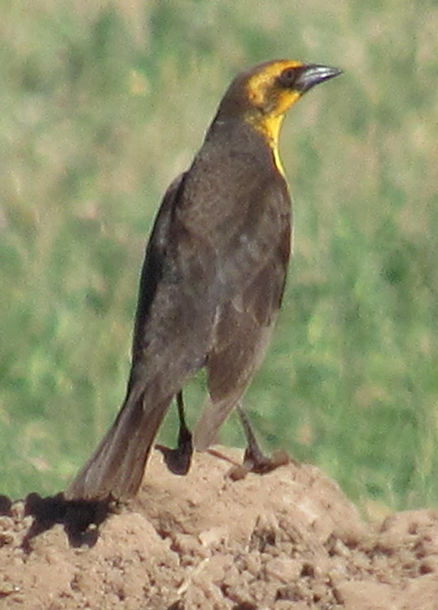 Yellow-headed Blackbird - ML226289201