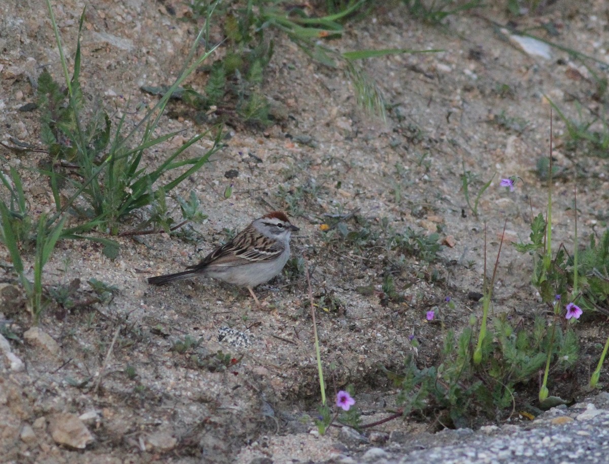 Chipping Sparrow - Ryan Terrill