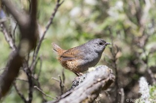  - Ancash Tapaculo