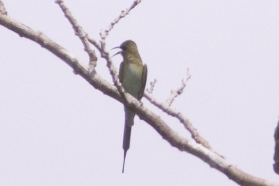 Blue-tailed Bee-eater - ML226290451