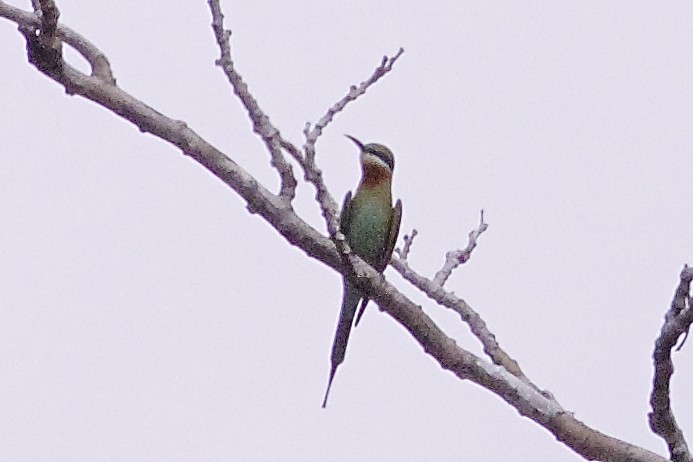 Blue-tailed Bee-eater - ML226291041
