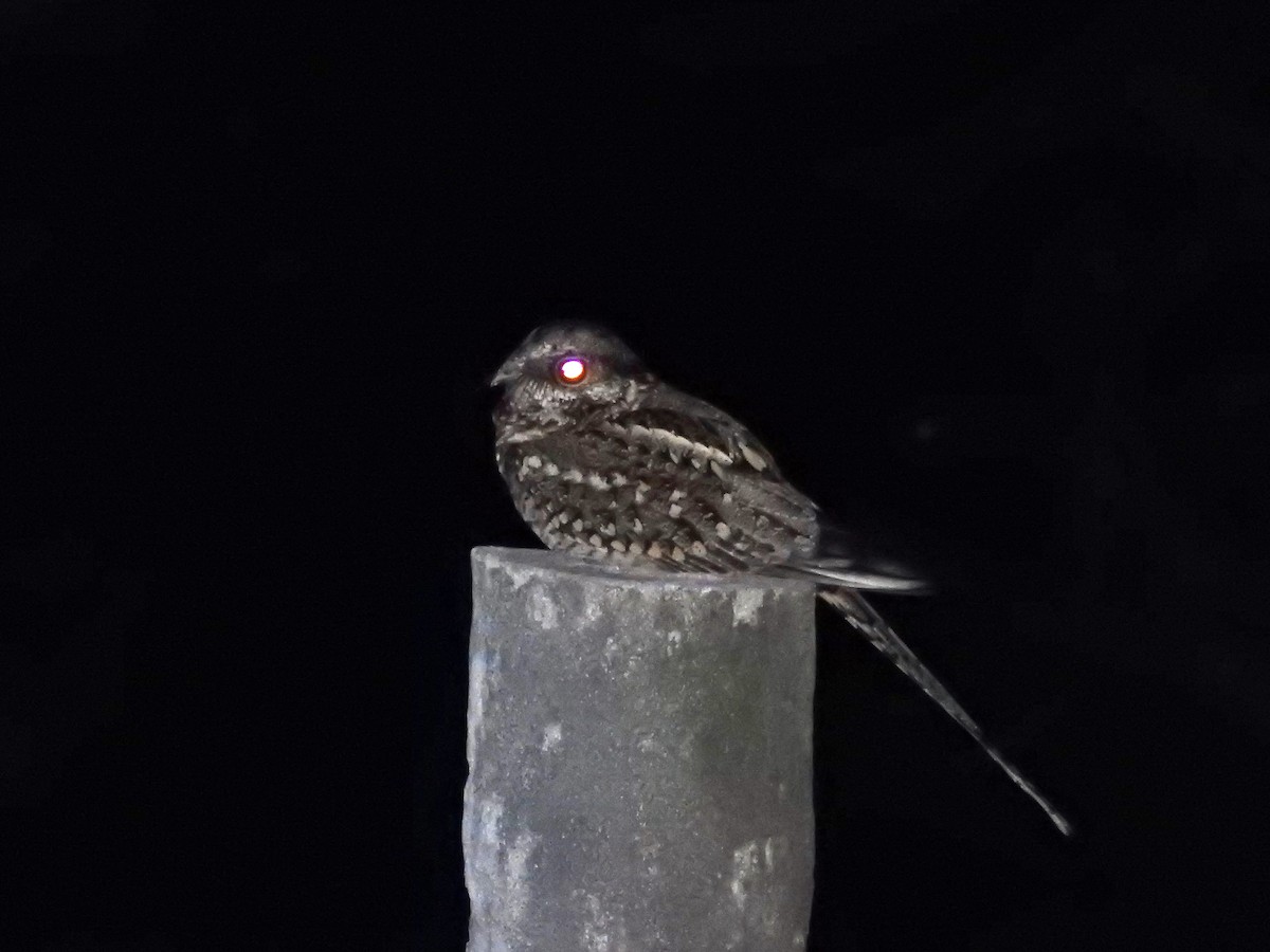 Scissor-tailed Nightjar - dario wendeler