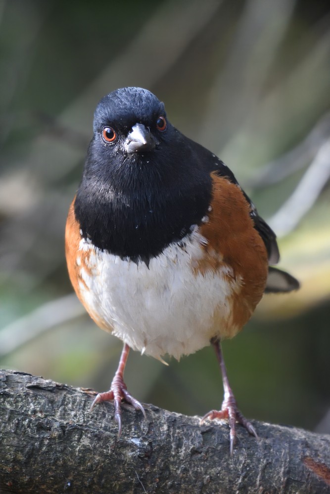 Spotted Towhee - ML226291651