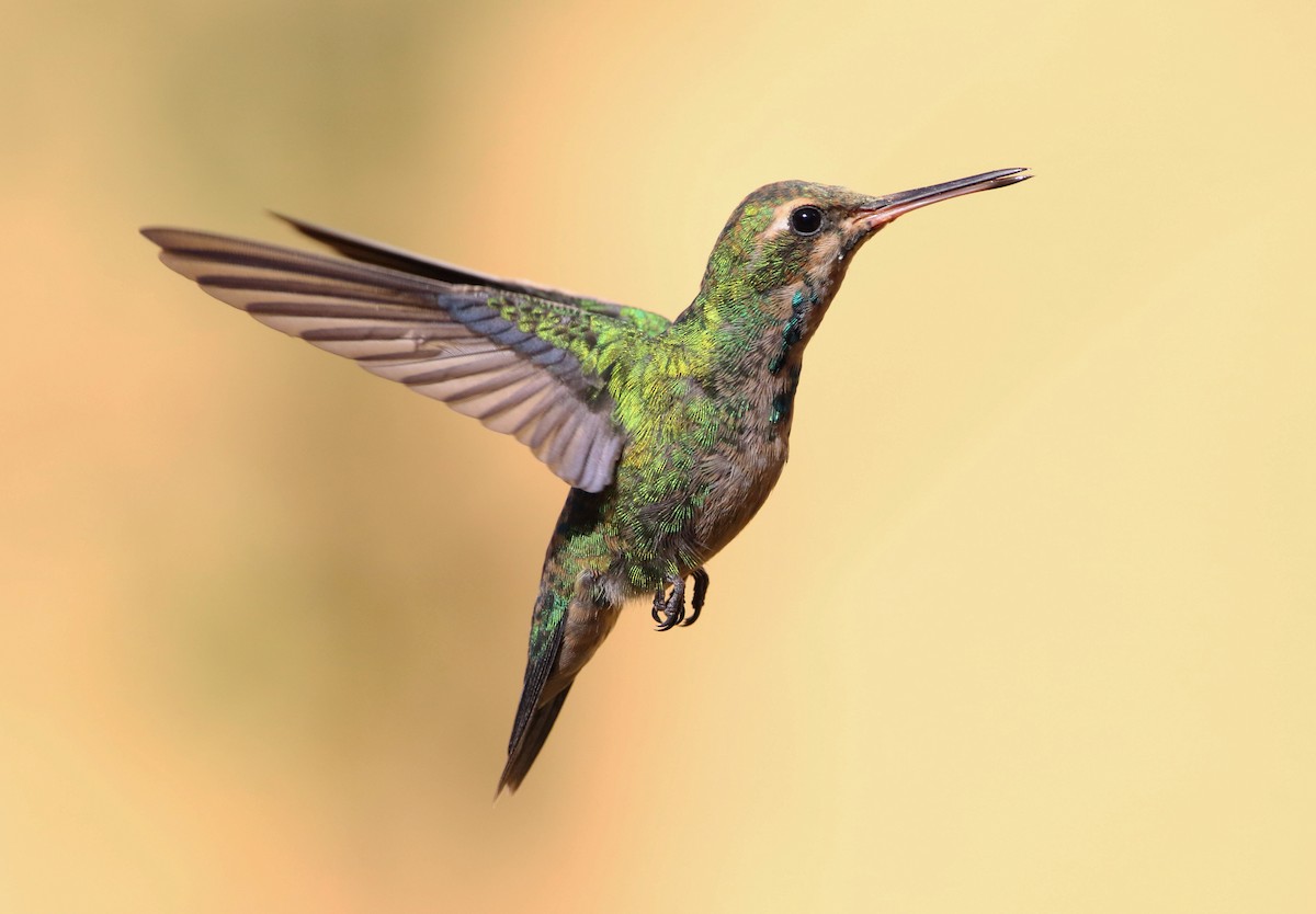 kolibřík lesklobřichý - ML226291751