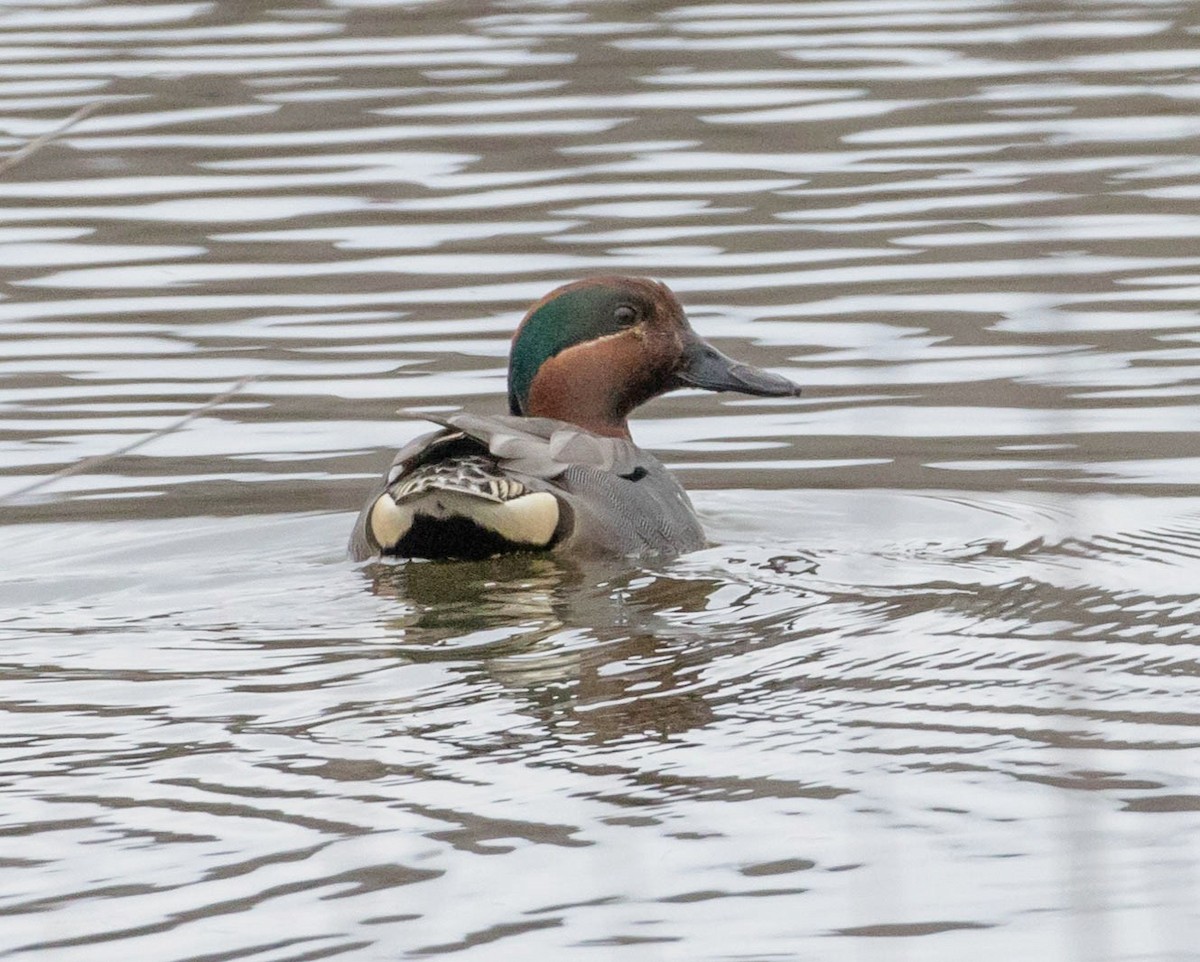 Green-winged Teal - ML226294251