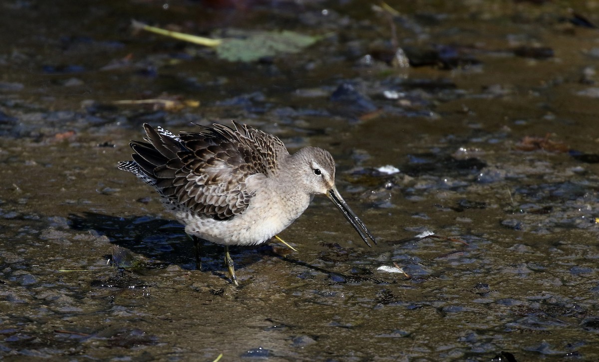 Long-billed Dowitcher - ML226294751