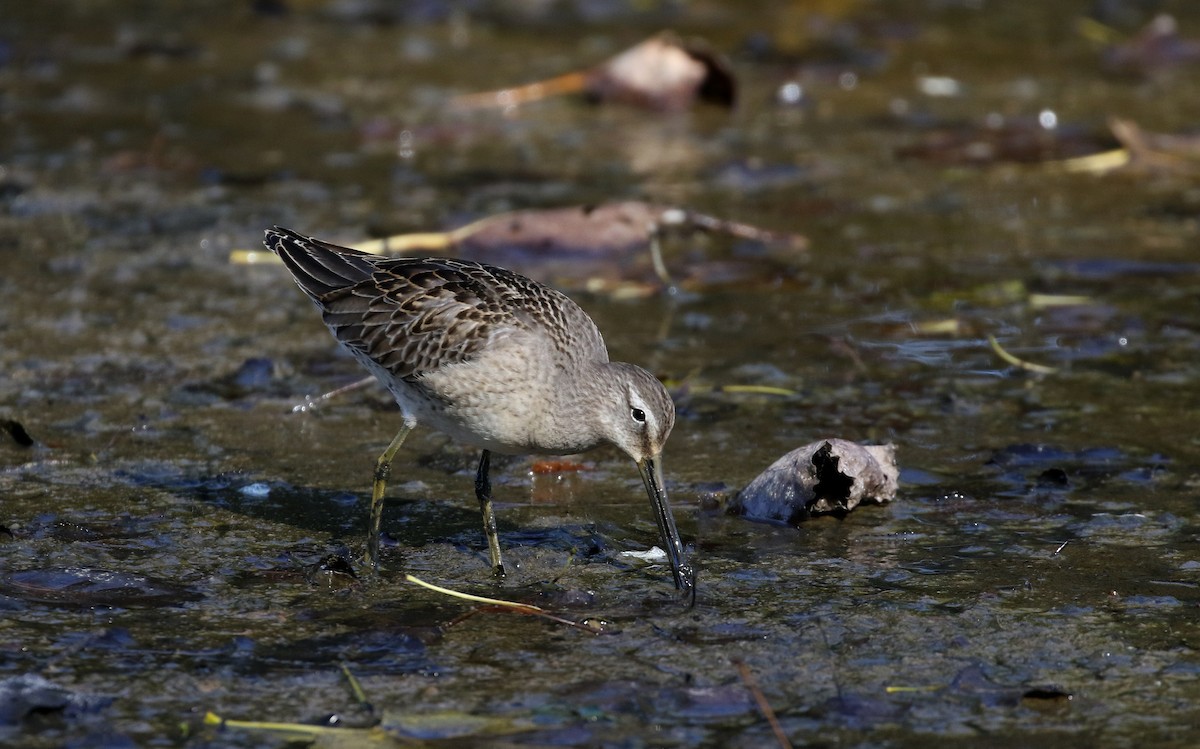 Long-billed Dowitcher - ML226294861