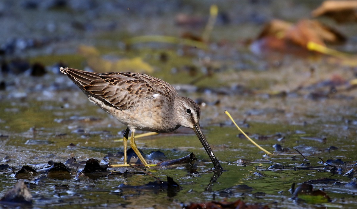 Long-billed Dowitcher - ML226295001