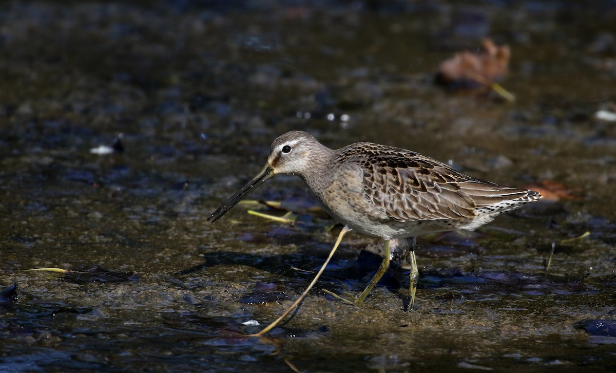 Long-billed Dowitcher - ML226295031