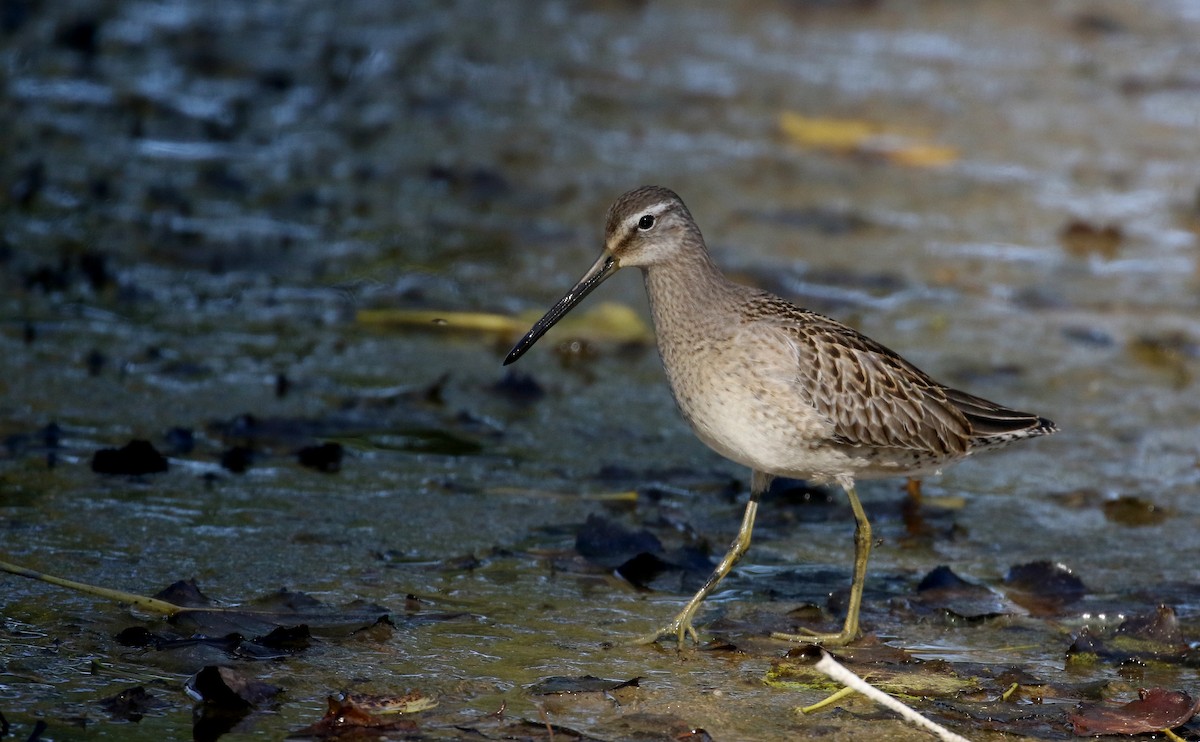 Long-billed Dowitcher - ML226295351