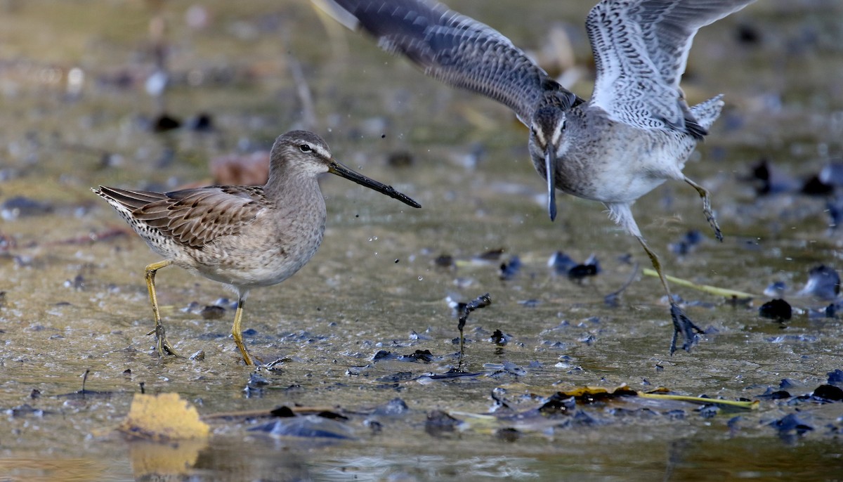 Long-billed Dowitcher - ML226295731