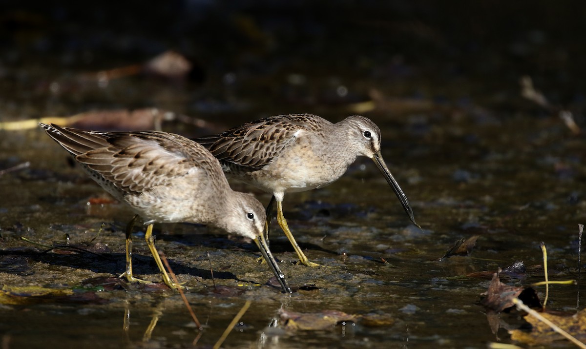 Long-billed Dowitcher - ML226296141