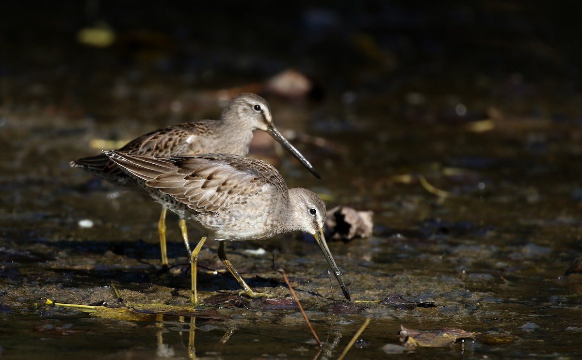 Long-billed Dowitcher - ML226296331