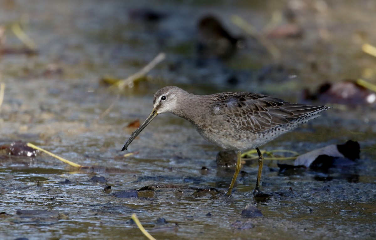Long-billed Dowitcher - ML226296341
