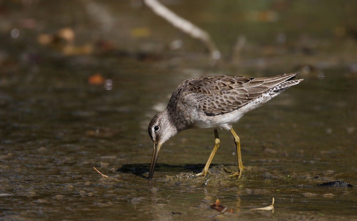 Long-billed Dowitcher - ML226297161
