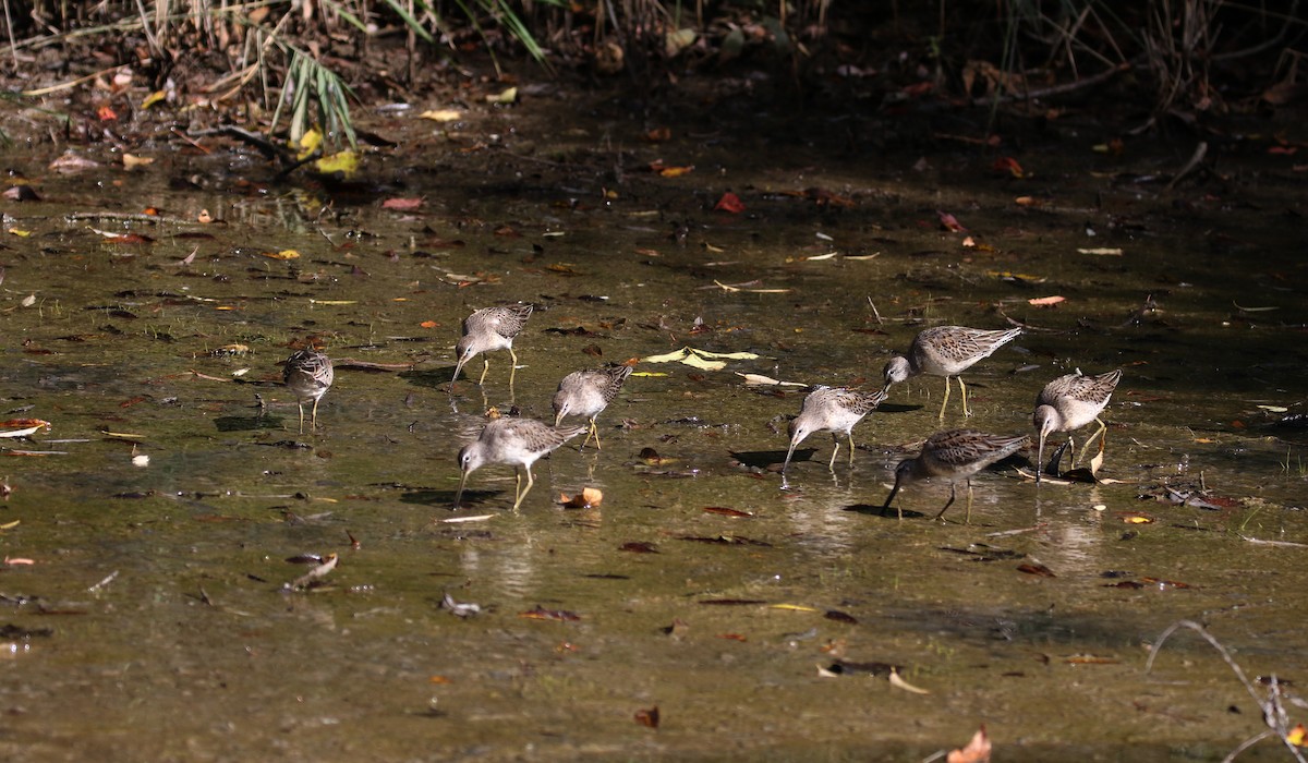 Long-billed Dowitcher - ML226297431