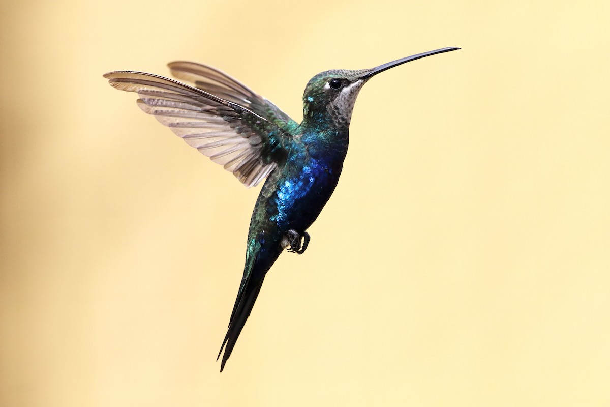 kolibřík cerradový - ML226301331