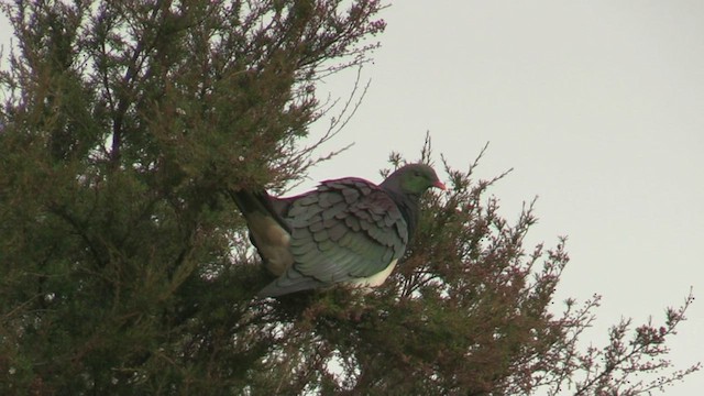 holub maorský - ML226305001