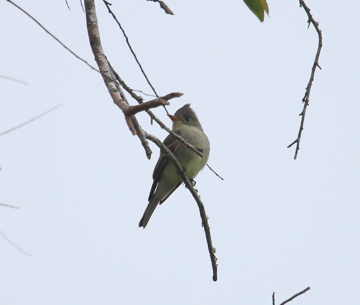 Greater Pewee - Betty Pasquali