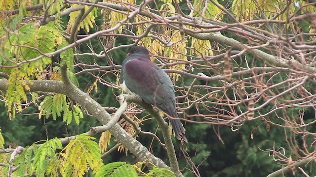 New Zealand Pigeon - ML226307431