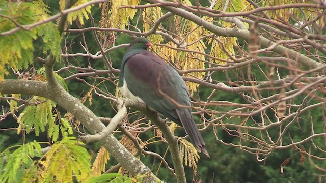 New Zealand Pigeon - ML226307621