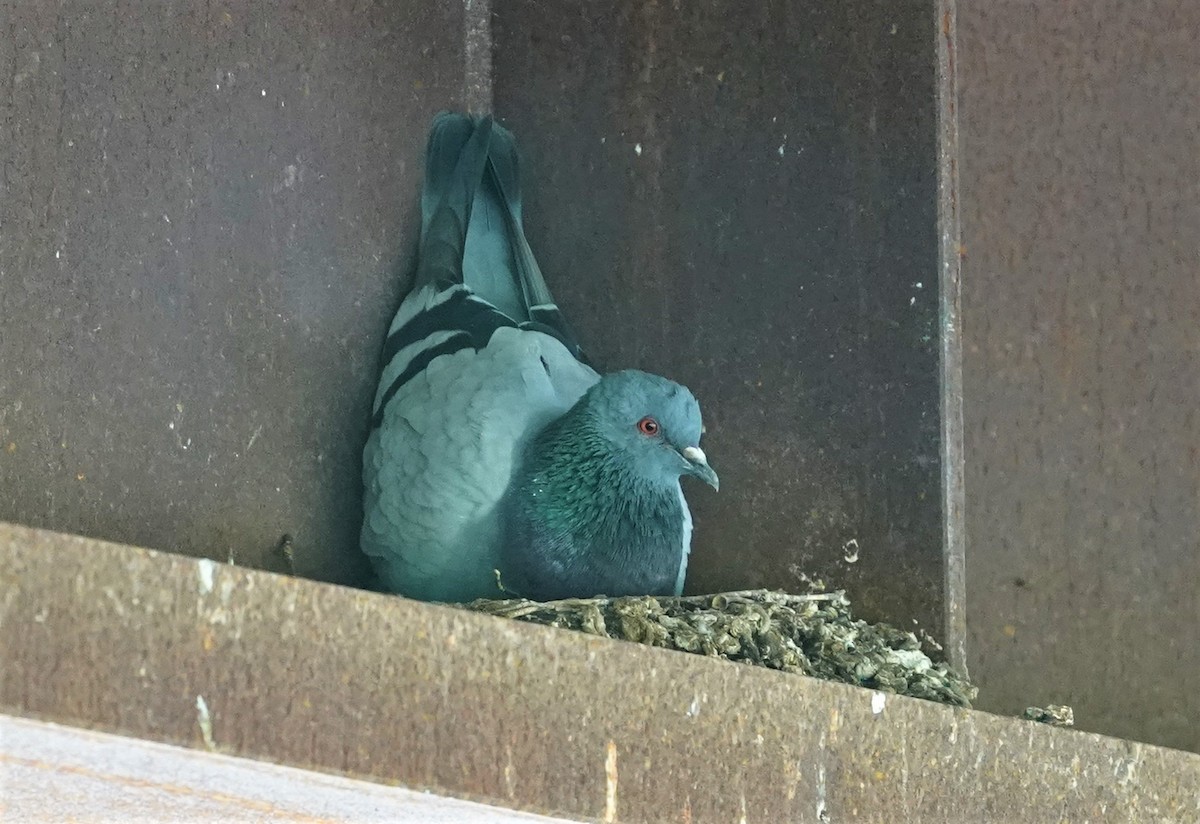 Rock Pigeon (Feral Pigeon) - ML226311941