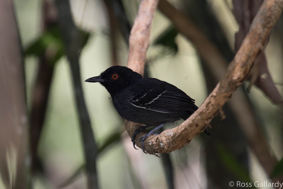 Black-tailed Antbird - ML22631351