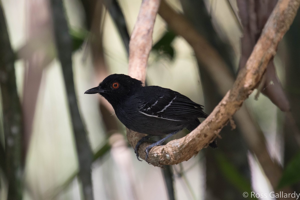 Black-tailed Antbird - ML22631361