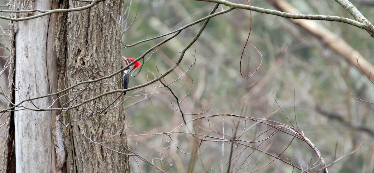 Pileated Woodpecker - ML226315131