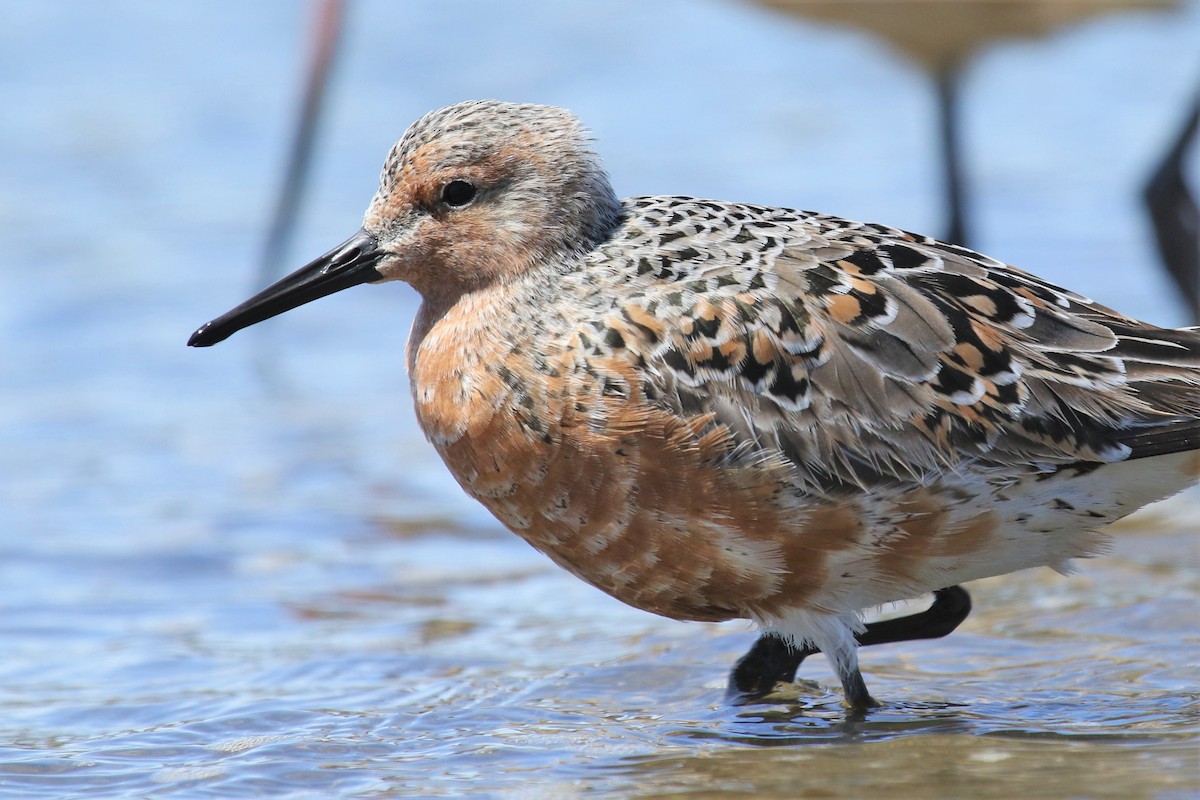 Red Knot - mario balitbit