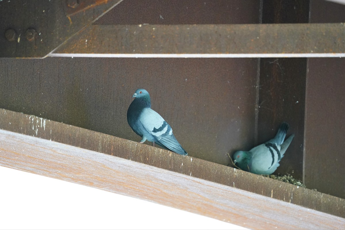 Rock Pigeon (Feral Pigeon) - ML226319111