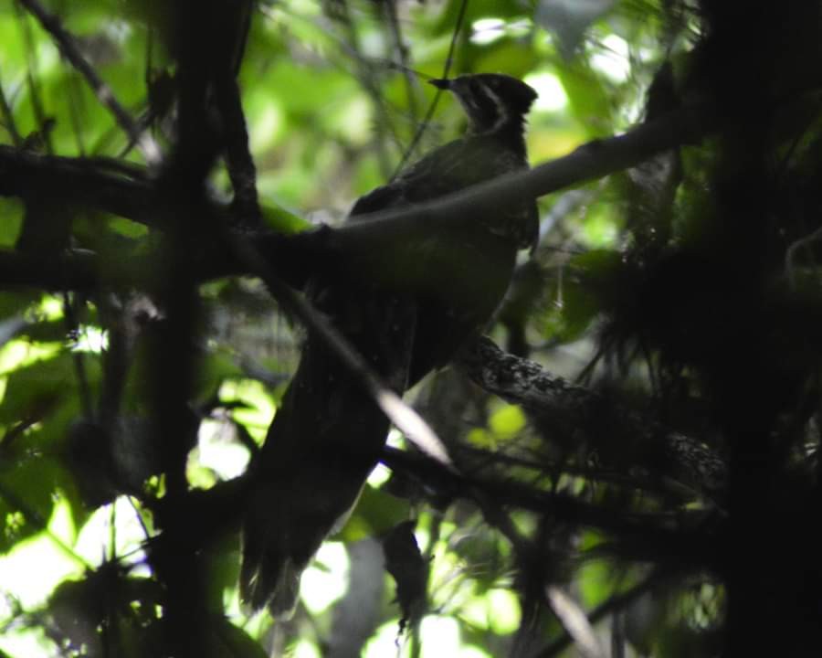 Pheasant Cuckoo - Gary Abner Garcia