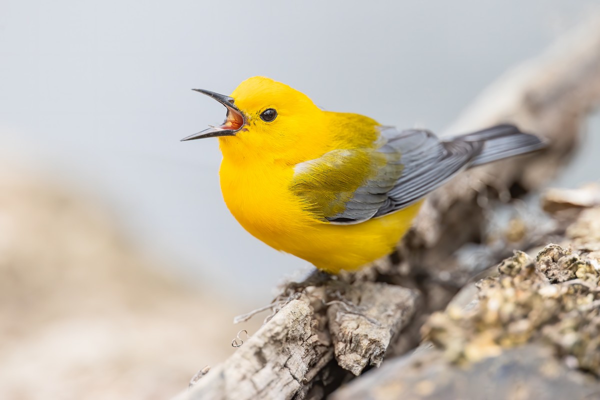 Prothonotary Warbler - ML226323541