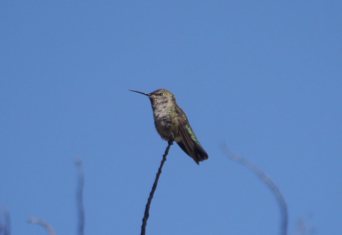 Anna's Hummingbird - ML226324191