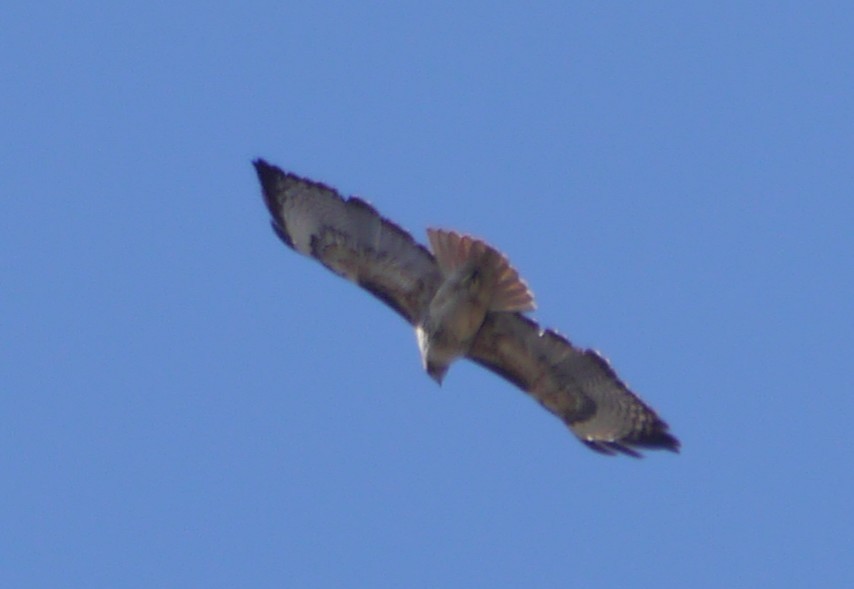 Red-tailed Hawk - ML226324291