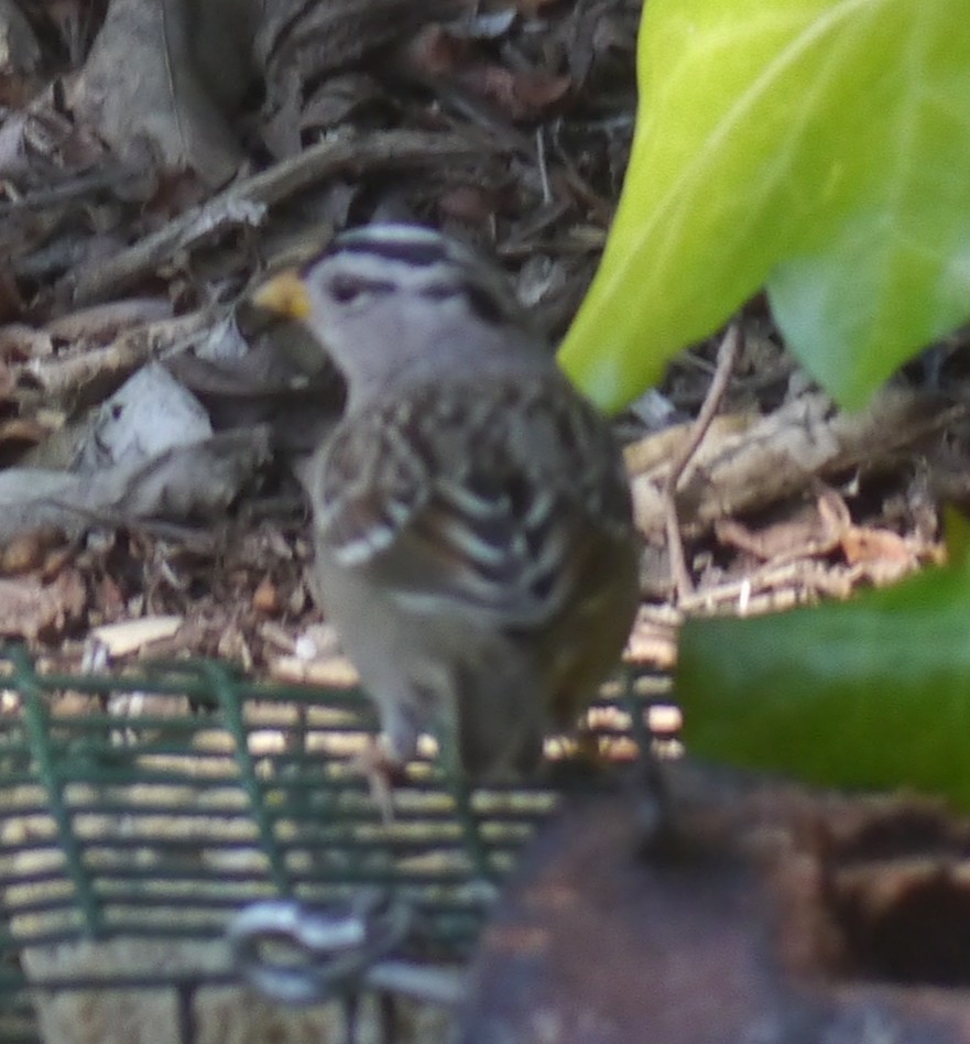 White-crowned Sparrow - ML226324361